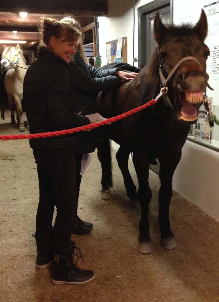 sarahs hestemassagekursus glad hest