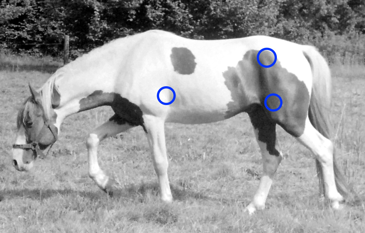 De blå cirkler angiver hvilken retening du skal forsøge, at få hestens mule.