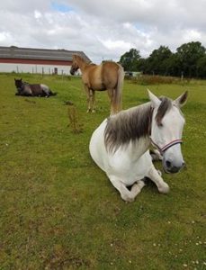 sarahs hestemassage kurser intuitiv hestemassage