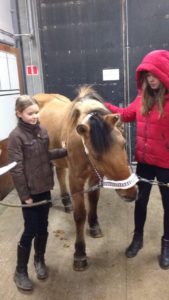 basiskursus hestemassage udbytte rideskole
