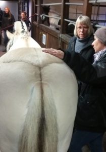 hestemassage rideskole