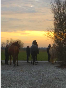 hestemassage afspænding solnedgang