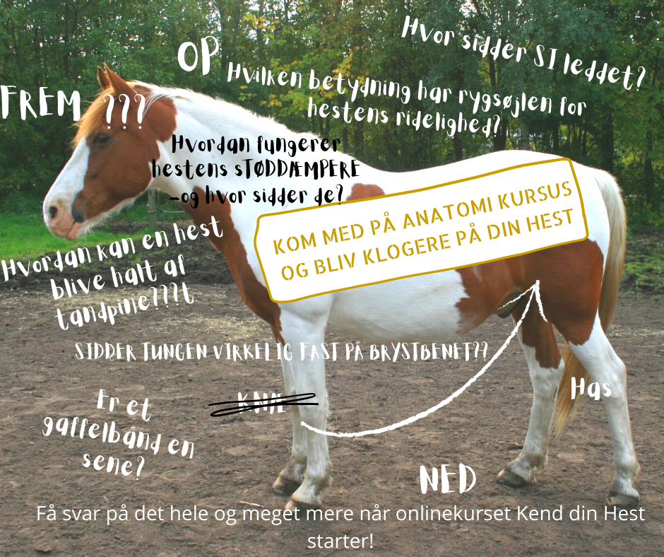 Lær anatomi og fysiologi hest
