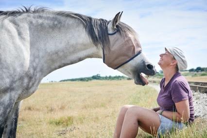 hestemassage hest sarahs hestemassagesommer tilbud feriehygge forkælelse