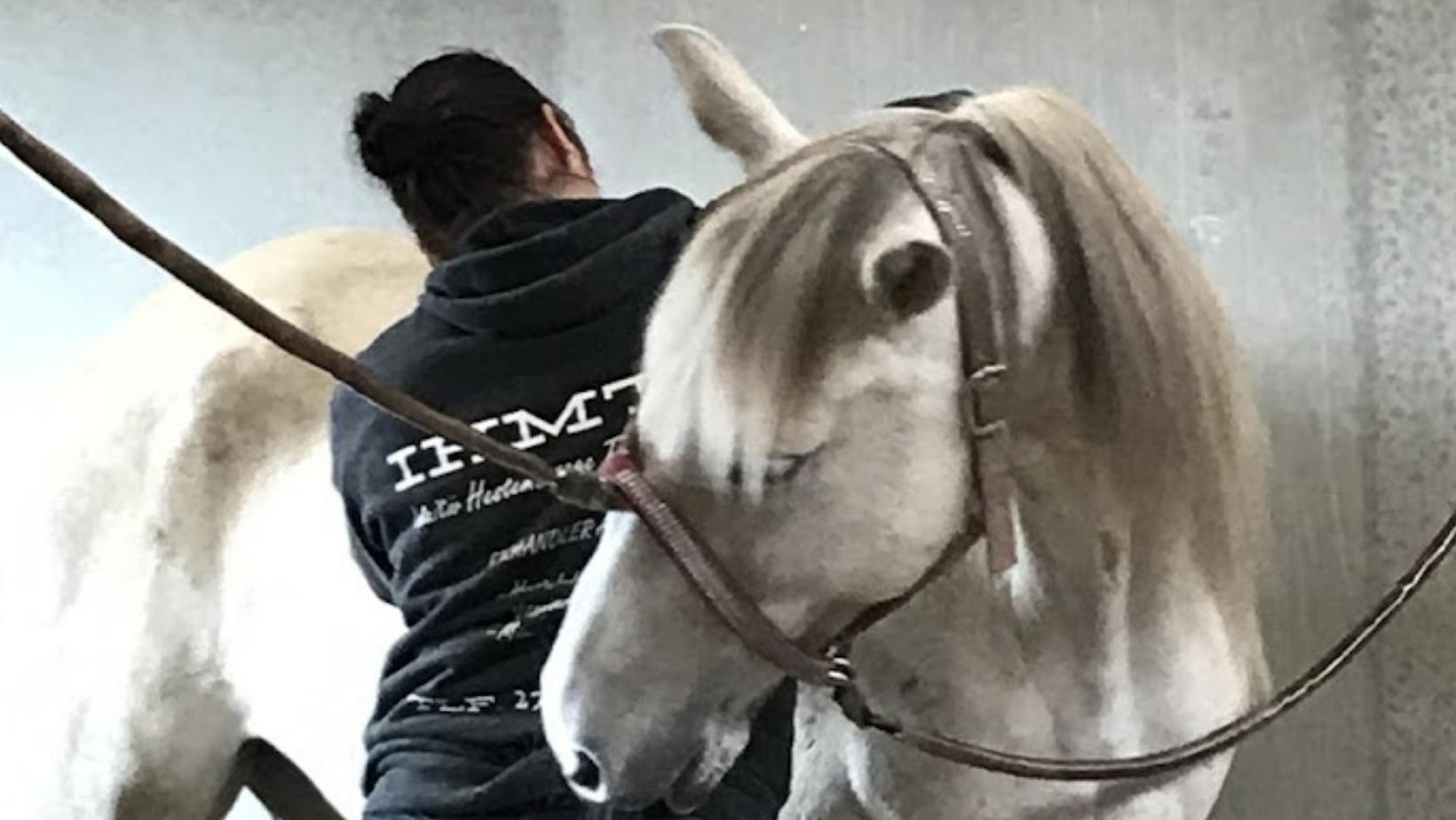 hestemassør uddannelse intuitiv hestemassage terapeut