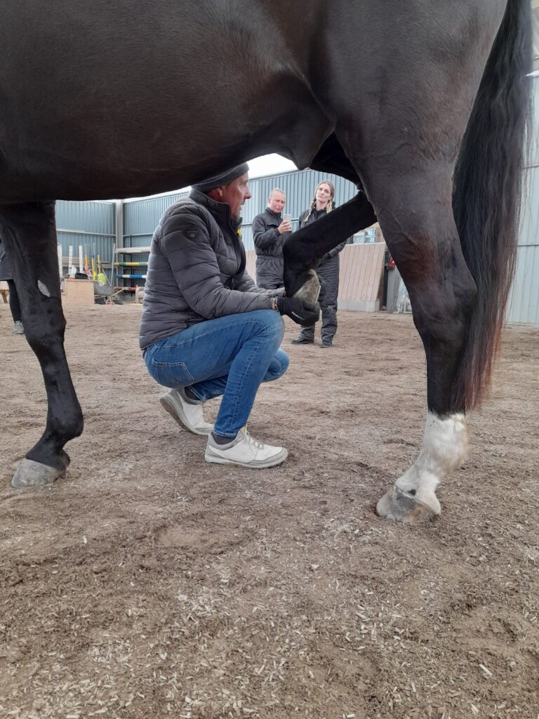 claus toftgaard sarahs hestemassage intuitiv hestemassage terapeut uddannelse