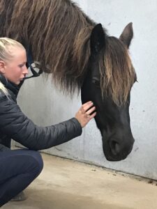 intuitiv hestemassage terapeut uddannelse