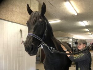 intuitiv hestemassage terapeut uddannelsen hestemassør hestemassage uddannelse