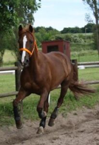 galop hest skader fold sarahs hestemassage