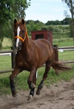 galop hest skader fold sarahs hestemassage