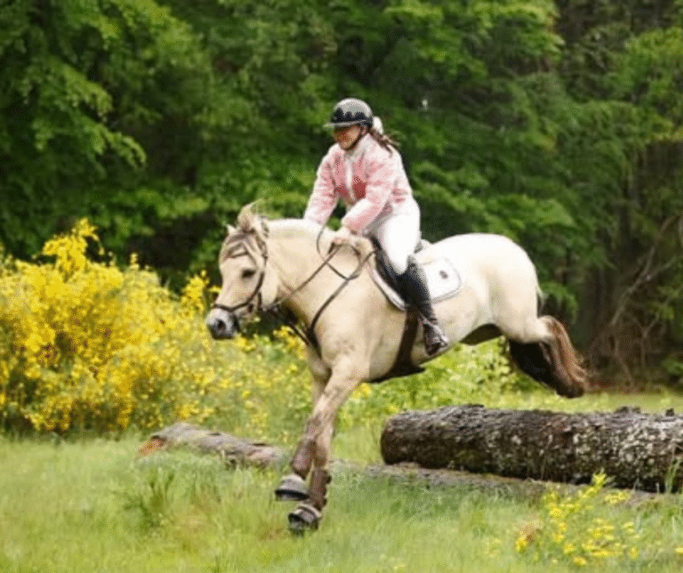 rideglaede harmmoni spring ridning fjordhest